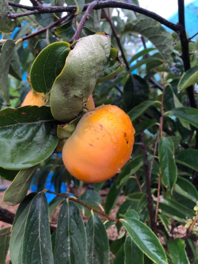 Afrikan Krisant Tenerife, Casa Rural Ecologica Arafo Zewnętrze zdjęcie