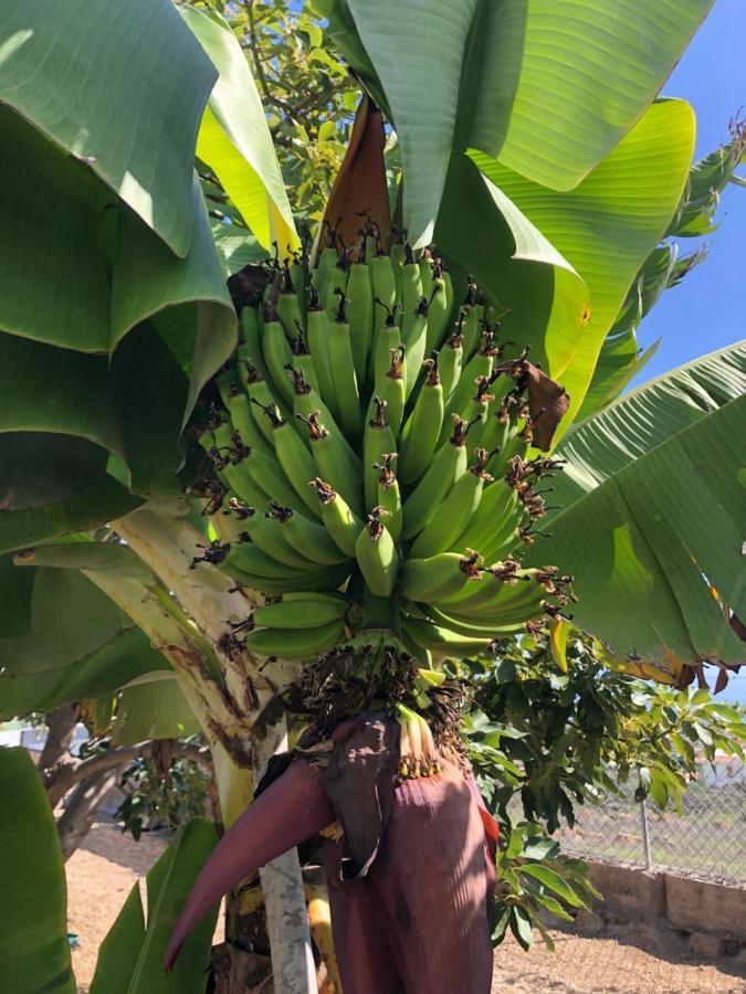 Afrikan Krisant Tenerife, Casa Rural Ecologica Arafo Zewnętrze zdjęcie