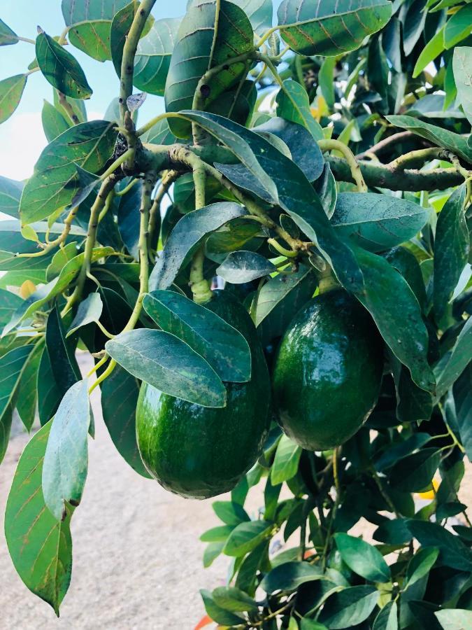 Afrikan Krisant Tenerife, Casa Rural Ecologica Arafo Zewnętrze zdjęcie