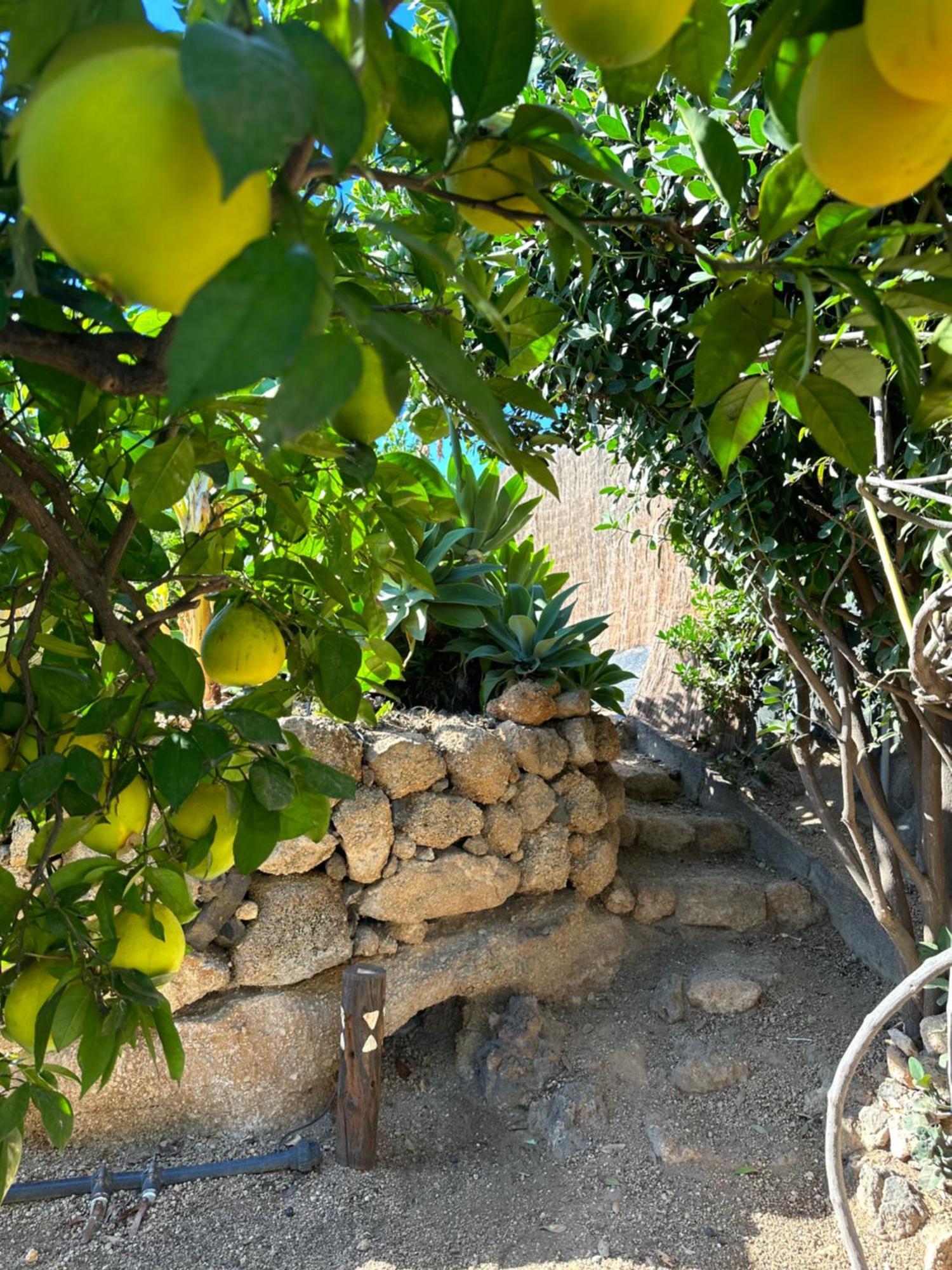 Afrikan Krisant Tenerife, Casa Rural Ecologica Arafo Zewnętrze zdjęcie