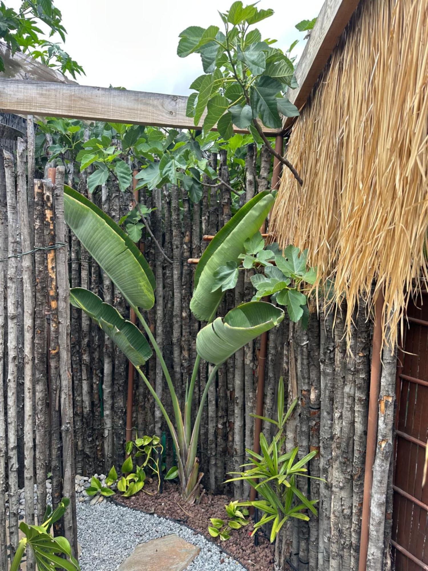 Afrikan Krisant Tenerife, Casa Rural Ecologica Arafo Zewnętrze zdjęcie